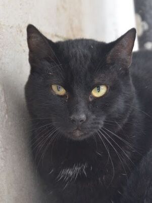 Invierno geb. April 2024, EKH - Kater