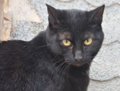 Invierno geb. April 2024, EKH - Kater