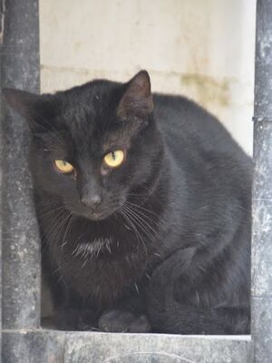 Invierno geb. April 2024, EKH - Kater