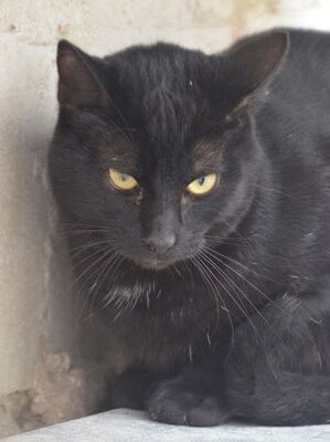 Invierno geb. April 2024, EKH - Kater