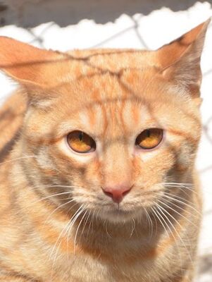 Io, Europäisch Kurzhaar - Kater