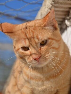 Io, Europäisch Kurzhaar - Kater