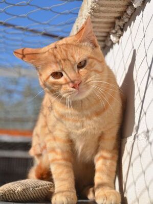 Io, Europäisch Kurzhaar - Kater