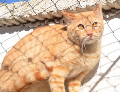 Io, Europäisch Kurzhaar - Kater