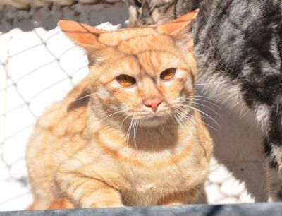 Io, Europäisch Kurzhaar - Kater