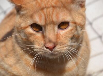 Io, Europäisch Kurzhaar - Kater