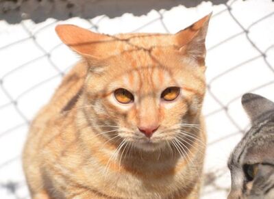 Io, Europäisch Kurzhaar - Kater