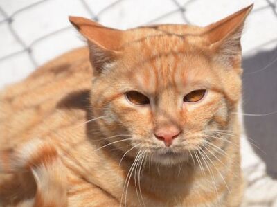 Io, Europäisch Kurzhaar - Kater