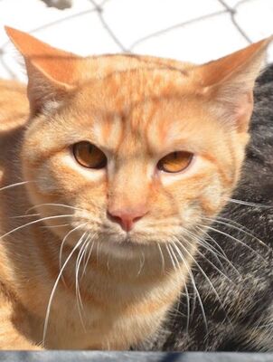 Io, Europäisch Kurzhaar - Kater