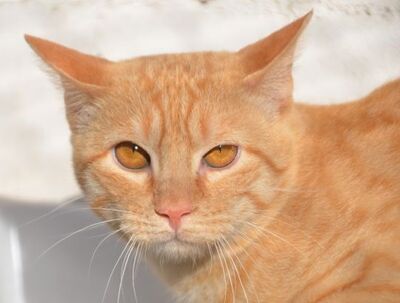 Io, Europäisch Kurzhaar - Kater