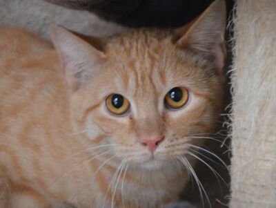 Io, Europäisch Kurzhaar - Kater