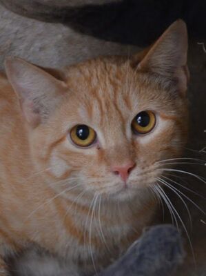 Io, Europäisch Kurzhaar - Kater