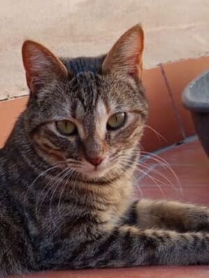 Isabel (Geb. Juni 25), EKH - Katze