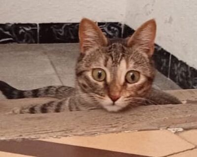 Isabel (Geb. Juni 25), EKH - Katze