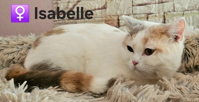 Isabelle, Britisch Kurzhaar Jungtier - Katze