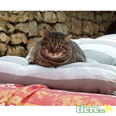 Isadora, Europäische Kurzhaarkatze - Katze