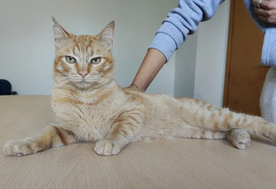 Isidro - menschenbezogen und verschmust, EKH - Kater
