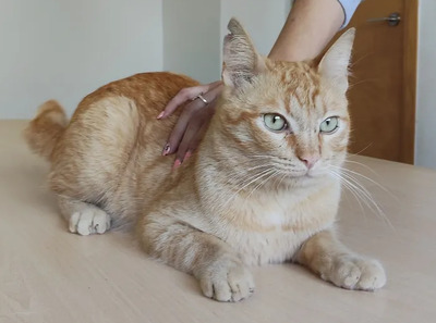 Isidro - menschenbezogen und verschmust, EKH - Kater