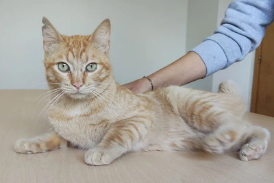 Isidro - menschenbezogen und verschmust, EKH - Kater