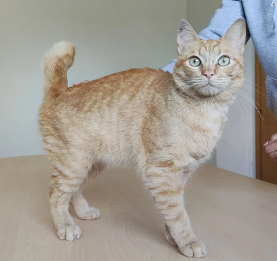 Isidro - menschenbezogen und verschmust, EKH - Kater