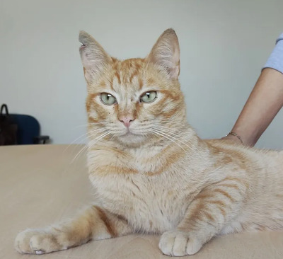 Isidro - menschenbezogen und verschmust, EKH - Kater