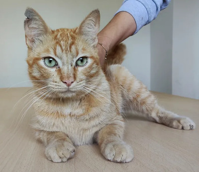 Isidro - menschenbezogen und verschmust, EKH - Kater