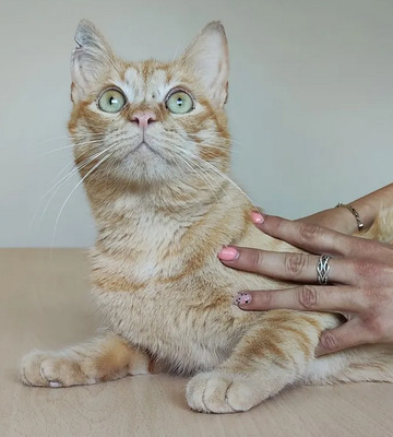 Isidro - menschenbezogen und verschmust, EKH - Kater