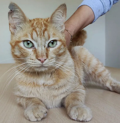 Isidro - menschenbezogen und verschmust, EKH - Kater