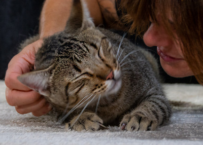 Ismael - lieb und verschmust, Mix - Kater