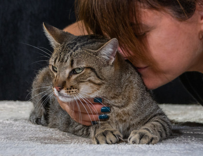 Ismael - lieb und verschmust, Mix - Kater