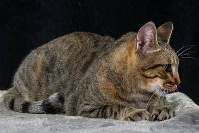 Ismael - lieb und verschmust, Mix - Kater