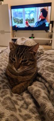 Ivar, sucht kuscheliges Körbchen - Kater, Mischling - Kater