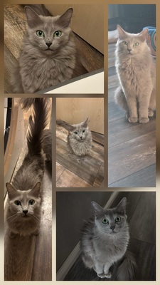 Ive of Mystic-Cypsy, Neblung Jungtier - Katze