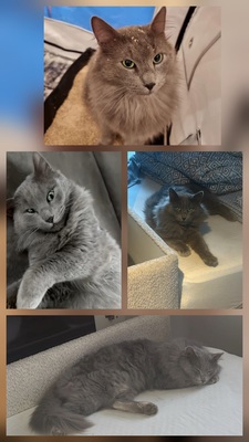 Ive of Mystic-Cypsy, Neblung Jungtier - Katze