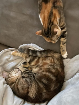 Izy und Cheri, europäische Hauskatze Jungtier - Katze