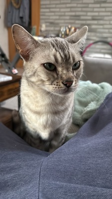Izzy, Bengale - Katze