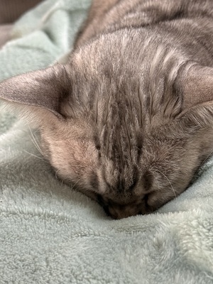 Izzy, Bengale - Katze