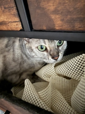 Izzy, Bengale - Katze