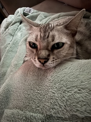 Izzy, Bengale - Katze
