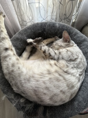 Izzy, Bengale - Katze