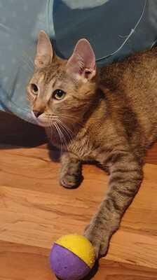 JERSEY - jährige Katze, ähnlich wie Savannah, Gewöhnliche Katze - Katze