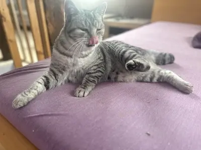 JJ & JJ, Britisch-Kurzhaar und unbeannt (vermutlich BKH) Jungtier - Katze