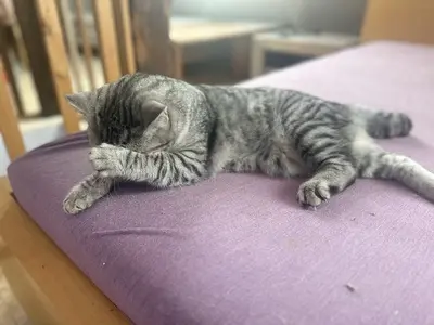 JJ & JJ, Britisch-Kurzhaar und unbeannt (vermutlich BKH) Jungtier - Katze