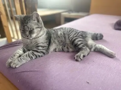 JJ & JJ, Britisch-Kurzhaar und unbeannt (vermutlich BKH) Jungtier - Katze