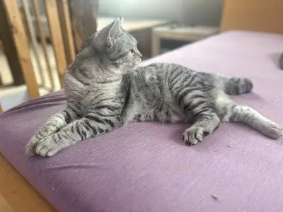 JJ & JJ, Britisch-Kurzhaar und unbeannt (vermutlich BKH) Jungtier - Katze