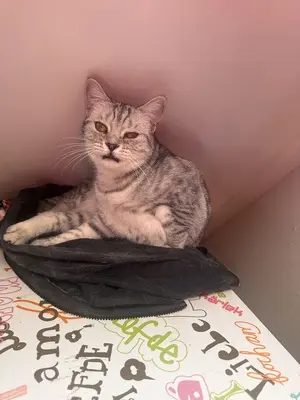 JJ & JJ, Britisch-Kurzhaar und unbeannt (vermutlich BKH) Jungtier - Katze