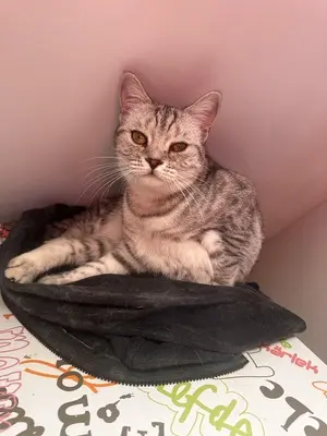 JJ & JJ, Britisch-Kurzhaar und unbeannt (vermutlich BKH) Jungtier - Katze