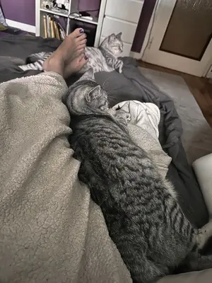 JJ & JJ, Britisch-Kurzhaar und unbeannt (vermutlich BKH) Jungtier - Katze