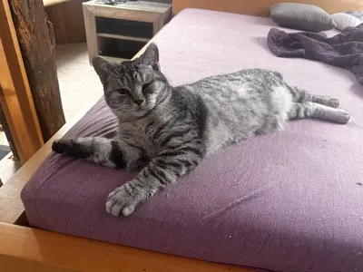 JJ & JJ, Britisch-Kurzhaar und unbeannt (vermutlich BKH) Jungtier - Katze