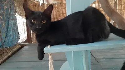 Jack - Charmantes Katerchen, ca. 7 Monate, Mischling - Kater